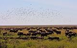 TANZANIA - Serengeti National Park - 010